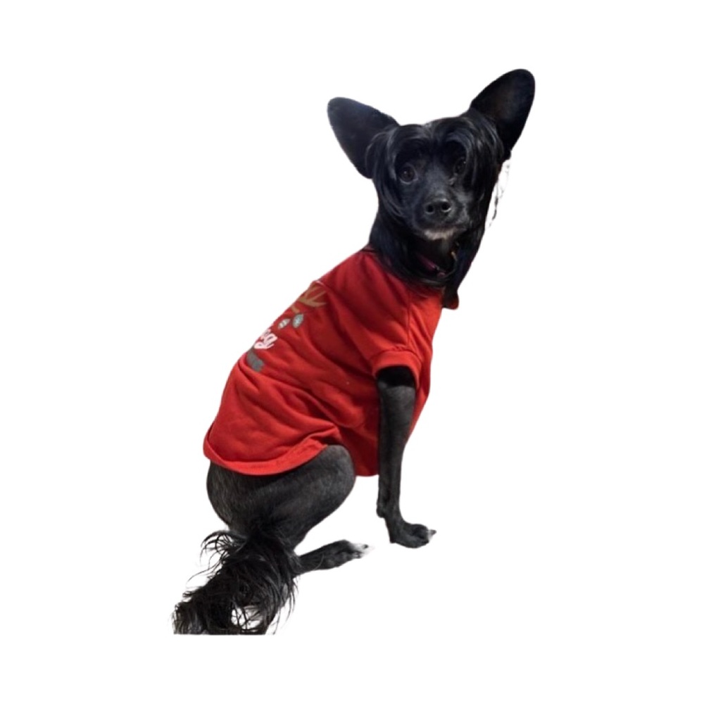 Merry & Bright “Merry Christmas” Dog Tee-Shirt Small NWOT